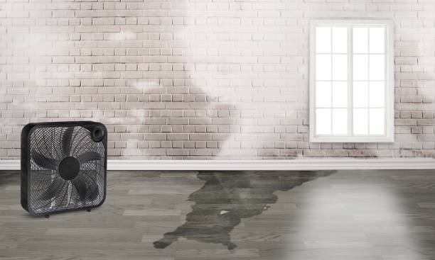 Best Local water damage restoration  in Irrigon, OR